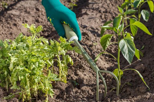 Small hand garden rake in hand dressed in a green glove is loosening soil around the pepper seedling.