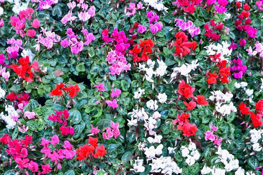 Different colors of cyclamen. Pink, white and red plant of cyclamen in pots