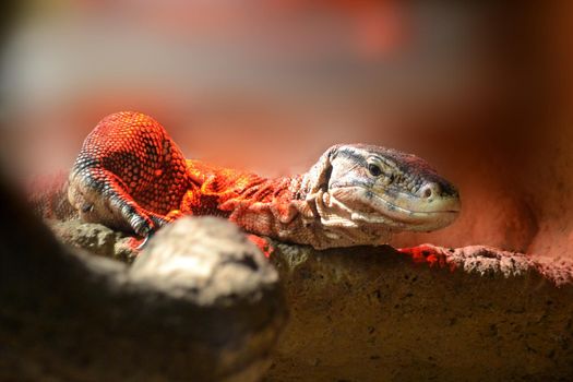 Reptiles, desert dwellers, sucking animal desert dwellers. close up in cage and see lizard-like. Zoo, wildlife, reptiles, wildlife High quality photo