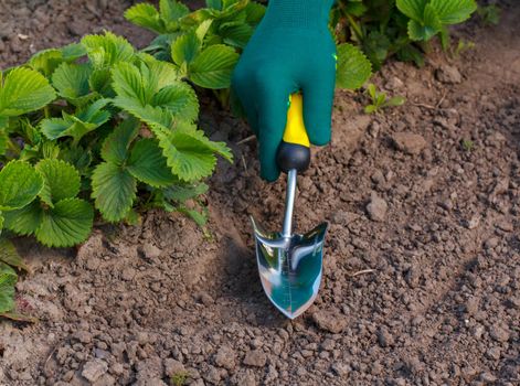 Small hand garden trowel in hand dressed in a green glove is scooping or shoveling soil around the strawberry bush.