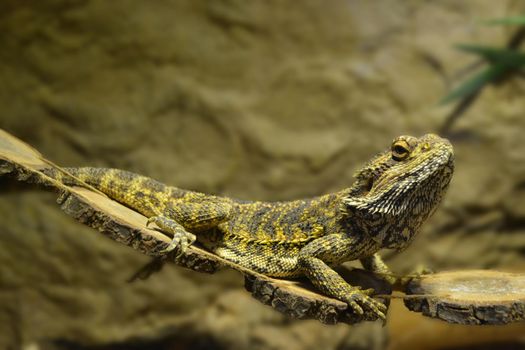 Iguana is a lizard reptile in the iguana family. close up in cage and see iguana scale. Iguana, Desert, Zoo, wildlife, reptiles, wildlife High quality photo