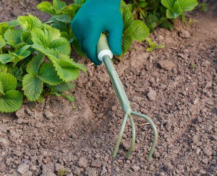 Small hand garden rake in hand dressed in a green glove is loosening soil around the strawberry bush.