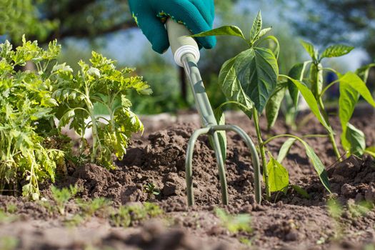 Small hand garden rake in hand dressed in a green glove is loosening soil around the pepper seedling.