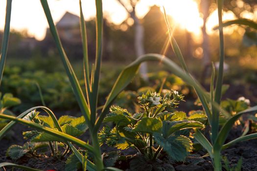 Green garlic and bush of strawberries growing in the garden Shallow depth of field focusing on strawberries bush