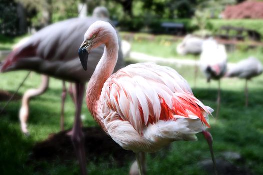 American flamingo Phoenicopterus ruber or Caribbean flamingo. Big bird is relaxing enjoying the summertime. Nature green background. High quality photo