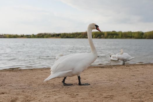 Graceful white swans on the lake. Mute swans, wildlife scene.