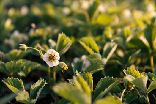Bushes of strawberries growing in the garden Shallow depth of field focusing on strawberry flower