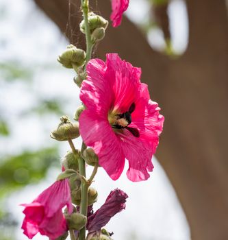 Close-up detail of a purple hollyhocks alcea rosea flower petals and stigma in garden with honey bee apis collecting pollen