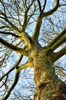 Plane tree without leaves from below against the sky