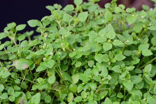 Chickweed as a closeup against a dark background