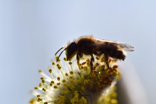 A Bee on a flowering salix against a blurry background as a close up