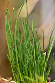 Green chives as a close-up against a blurred background