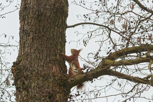 One red squirrel on an oak tree
