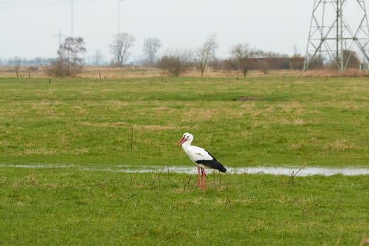 Two white storks on a wet green meadow