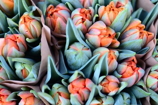 Close-up of orange tulips from above
