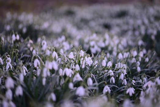 Snowdrop field with different focuses in the background
