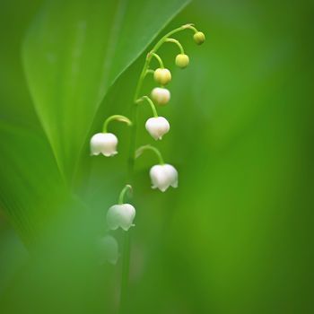 Spring green background with nature in the forest. Beautiful small white plant - flower - Lily of the valley. (Convallaria majalis)