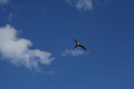 Flying seagull against a blue sky with few clouds