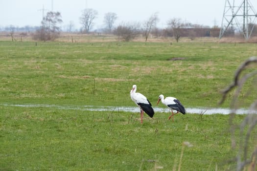 Two white storks on a wet green meadow