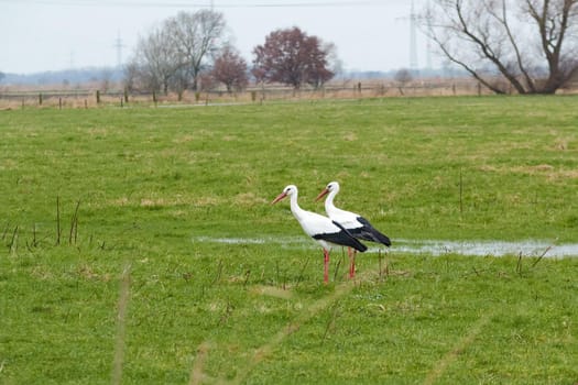Two white storks on a wet green meadow