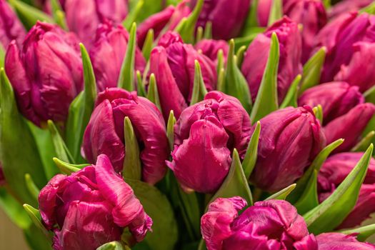 Close-up of red tulips in flower shop. Bouquet of flowers for sale.