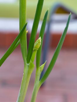 Gardening and horticulture at home on a terrace. Green spring onion growing for cooking. Close-up vertical shot