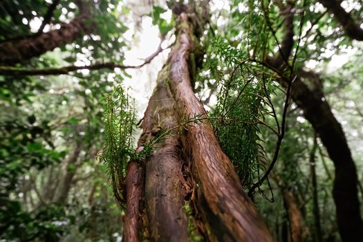 Smooth tree trunk with small green leaves in rural park Anaga, Tenerife