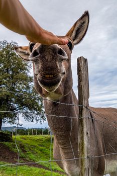 White hand touching a donkey's nose with tenderness. Farm animals in a village