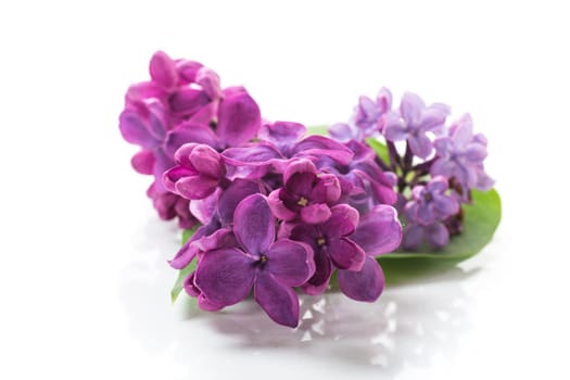 small bouquet of beautiful spring lilac dark purple color isolated on white background
