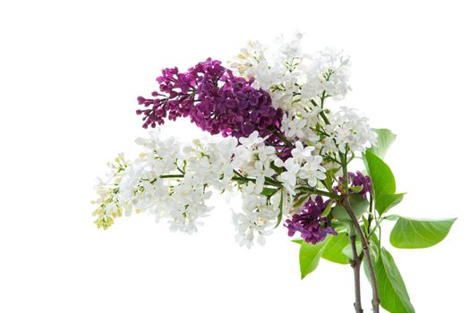 Bouquet of beautiful spring lilacs of different colors isolated on white background