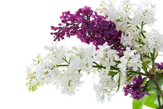 Bouquet of beautiful spring lilacs of different colors isolated on white background
