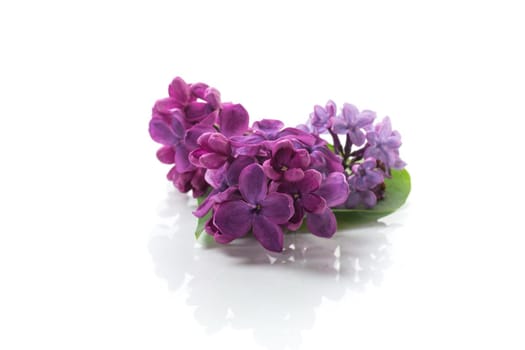 small bouquet of beautiful spring lilac dark purple color isolated on white background