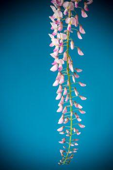 Branch of beautiful spring blooming Wisteria, isolated on blue background