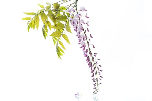 Branch of beautiful spring blooming Wisteria, isolated on white background