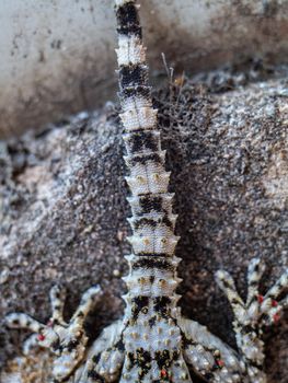 Close-up of scales on tail and legs of a gecko back. Lizard with aggressive skin coloring with red dots sitting on the stone wall. Selective focus.