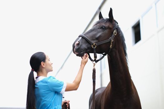 Woman veterinarian medical examination of black horse. Treatment of disease in horses concept