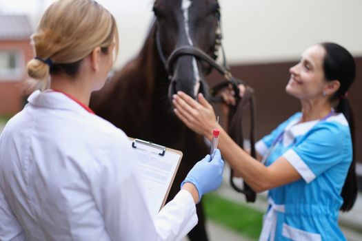 Two veterinarians conduct medical examination of thoroughbred horse. Animal test tube concept
