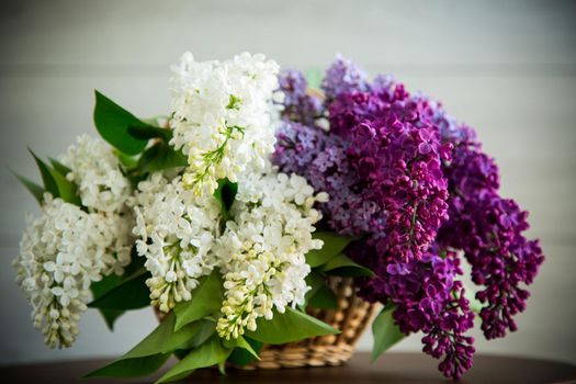 Bouquet of beautiful spring lilacs of different colors on a wooden table