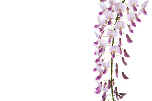Branch of beautiful spring blooming Wisteria, isolated on white background