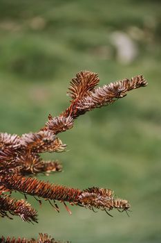 Close-up of dry fir christmas tree branches with brown fir-needles on blurred green background