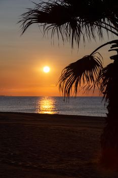 Orange sunrise above the sea a palm tree and a beach at the foreground. Sun shines and the solar path is reflected from water.