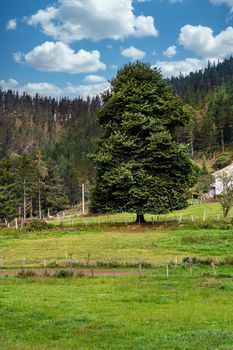 Big tree, forest and blue sky with clouds background in a village. Countryside area.