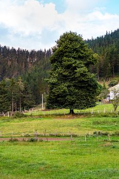 Big tree with forest background in a village. Countryside area.