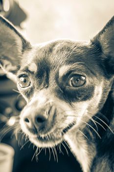 Old black and white picture of a very happy and cheerful mexican brown russian toy terrier dog on the lap in the car in Tulum Quintana Roo Mexico.