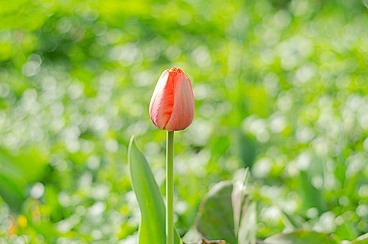 one tulip bud in greenery.