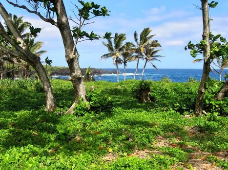 Lush Vegetation and Palm Trees Grow Near the Ocean at Waianapanapa State Park in Hana, Hawaii. High quality photo.