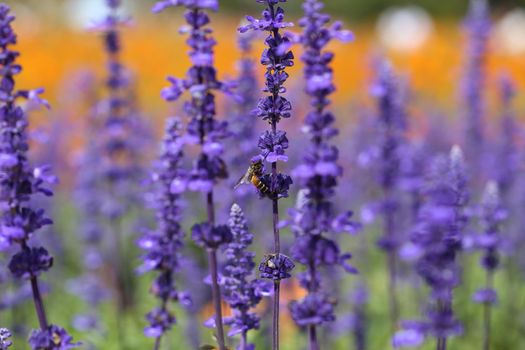 Lavender flower with bee in the garden