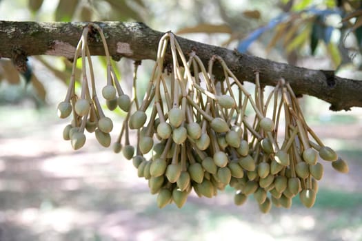 Durian flowers bud on durian tree (Selective focus)