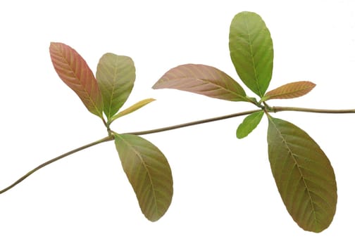 Brown leaves isolated on white background