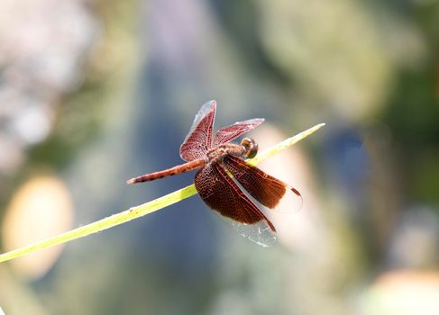 Red dragonfly with green soft natural background